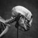 Skeleton