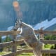 Mountain Goat licking the hand rail at the Hidden Lake Overlook @ Glacier National Park