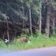 We saw this bear eating flowers on our way to Lake McDonald @ Glacier National Park
