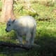 Baby Mountain Goat @ Glacier National Park near Hidden Lake
