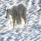 Mountain Goat at the Hidden Lake Overlook @ Glacier National Park