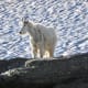 Mountain Goat off the Hidden Lake Trail @ Glacier National Park