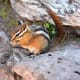 Chipmunk near St. Mary Falls @ Glacier National Park