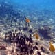 A school of Brown Surgeonfish searching for their next grazing spot.