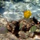 A group of Yellow Tang, Convict Tang (black bands), Achilles Tang (long tail filaments), and Ornate Butterflyfish (orange bands) enjoying each other's company.