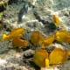 Yellow Tangs are abundant in Hawaii's coral reef.