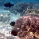 A trio of Pinktail Triggerfish - perhaps the most elegant reef fish in Hawaii.