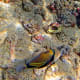 Reef Triggerfish is the official Hawaii State Fish, most commonly seen at Kahalu'u Beach Park. It has a long Hawaiian name: humuhumunukunukuapua'a.