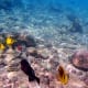A pair of Black Triggerfish swimming along a Racoon Butterflyfish.
