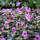Wildflowers in Craters of the Moon National Monument near Twin Falls, Idaho