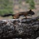 Chipmunk at Craters of the Moon National Monument near Twin Falls, Idaho