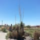 Desert vegetation