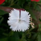 State flower of New Mexico