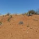 Desert Landscape
