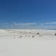 Great white sea
