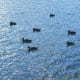 Ducks