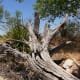 Desert deadwood