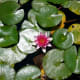 Lotus blossom