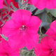 Beautiful Flower