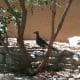 Roadrunner