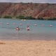 Swimming at Lea Lake