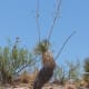 Desert Vegitation