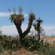 Desert Vegitation