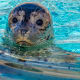 Harbor Seal Pup born at the Milwaukee County Zoo in Milwaukee, Wisconsin