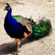 Peacock at Milwaukee County Zoo in Milwaukee, Wisconsin