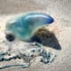 Portuguese Man-o-war. CAREFUL!!! These jellyfish's stings are EXTREMELY painful!