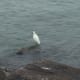 Heron