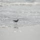 Sand Piper