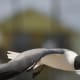 Seagull