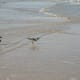 Seagulls