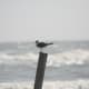 Seagull