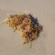 Seaweed