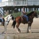 Horseback riding on the beach