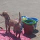 Beach dog