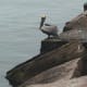 Pelican
