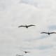 Pelicans in flight