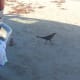 Grackle