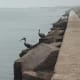 Pelicans