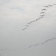A flight of pelicans