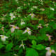 Large flowered Trillium in the Ellison Bluff State Natural Area, Ellison Bay, Wisconsin - Door County