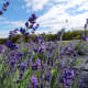 Lavender on Washington Island, Door County, Wisconsin