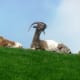 Roof Goats on top of Al Johnson's Swedish Restaurant in Sister Bay, Wisconsin - Door County