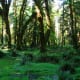 Quinault Rain Forest at Olympic National Park near Seattle, Washington
