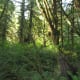 Quinault Rain Forest at Olympic National Park near Seattle, Washington