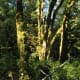 Quinault Rain Forest at Olympic National Park near Seattle, Washington