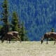 Deer at Hurricane Ridge at Olympic National Park in Seattle, Washington
